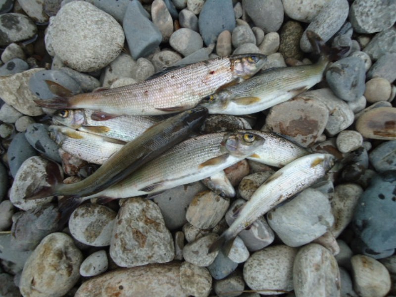 Белая и ее притоки