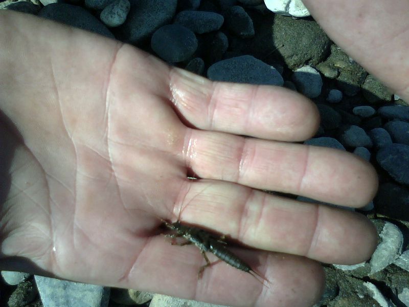 Белая и ее притоки