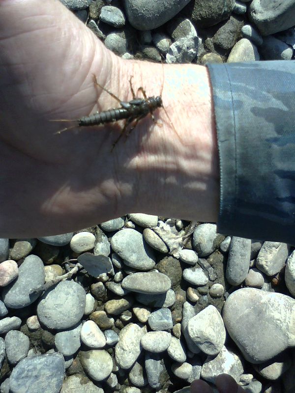 Белая и ее притоки