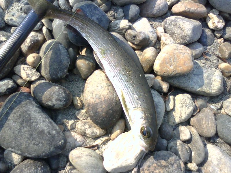 Белая и ее притоки