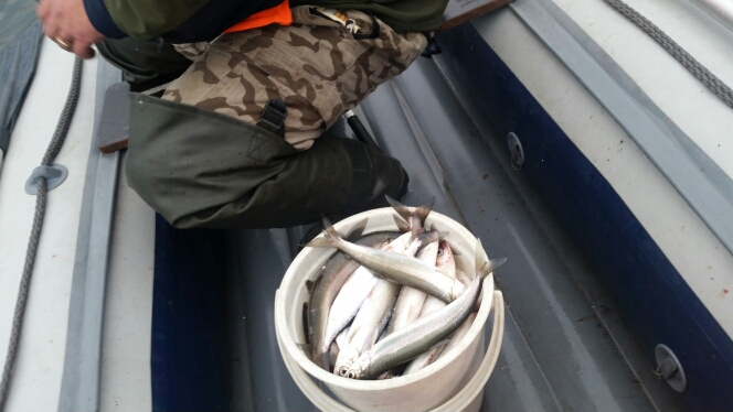 Рыбалка на омуля с лодки