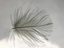 Tying with CDC, Hans Weilenmann