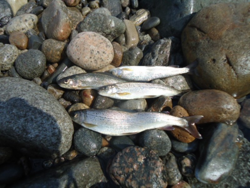 Белая и ее притоки