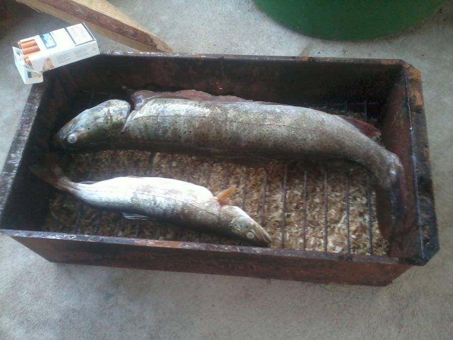 Притоки Китоя 2015