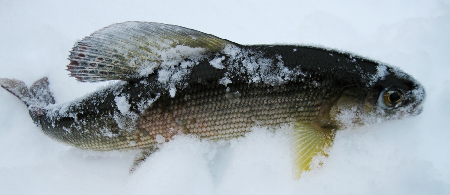 Река Белая и её притоки.