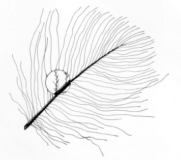 Tying with CDC, Hans Weilenmann