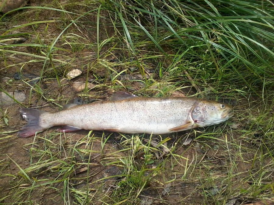 Притоки Китоя 2015