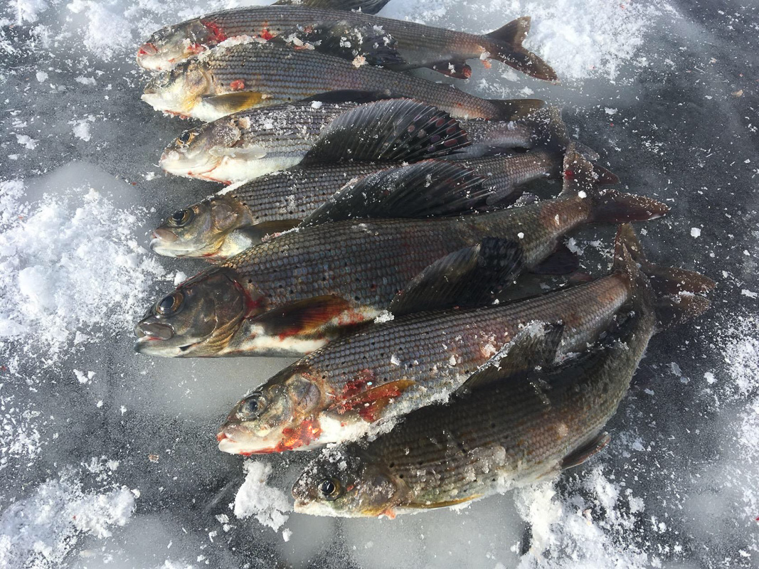 За хариусом на таежную речушку