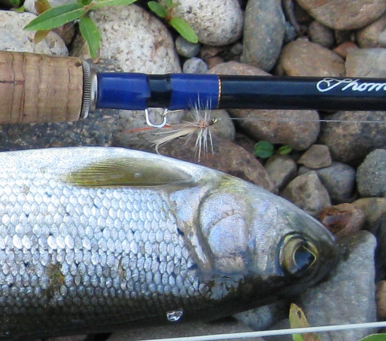 р.Ушаковка сезон 2013